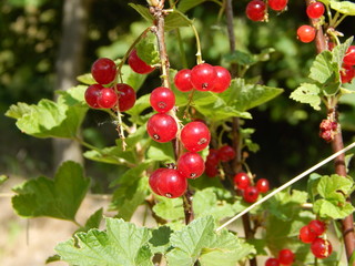Johannisbeeren