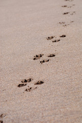 Pawprints on Sand