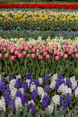 Tulips field in Holland