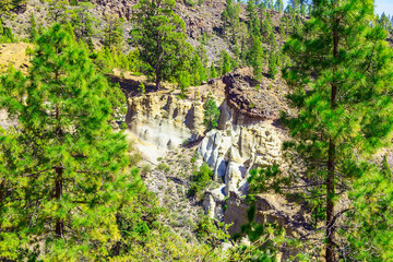 Forest on Mounains on Tenerife Island