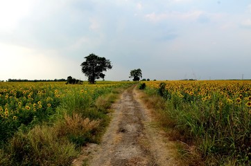 Fototapeta premium way in countryside