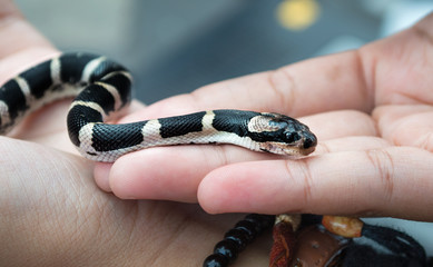 semi-aquatic baby snake