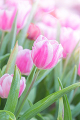 Fototapeta premium tulips in the flower garden