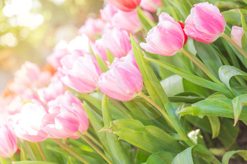 tulips in the  flower garden
