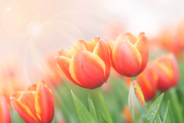 tulips in the  flower garden