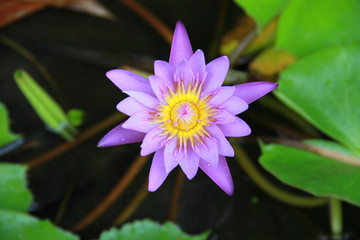 Violet Lotus flower in the pool top view has some drop water on the petal, symbol of purity and Buddhism, Scientific name is Nelumbo nucifera.