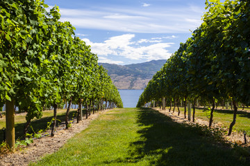 Sunny Vineyard Scene