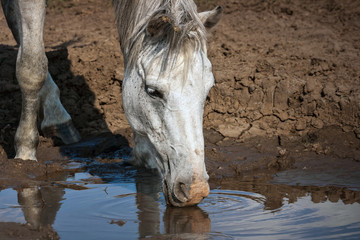 white horse drinks water from a puddle during droughts
