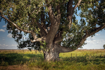 Fototapeta na wymiar huge ancient trees in the wild landscape