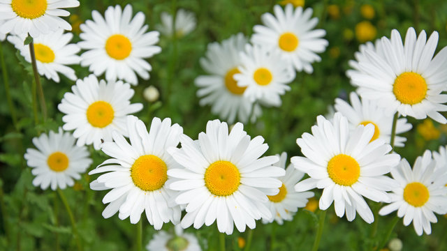 Margeriten - Leucanthemum