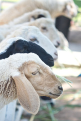 Fototapeta premium sheep farm