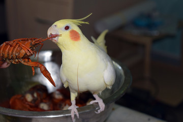 The parrot corell eat a crayfish