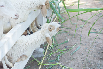 Obraz premium sheep farm