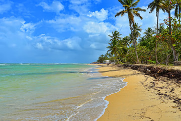 Sandy Caribbean Beach with Coconut Palm Trees, Clear Water and Blue Sea