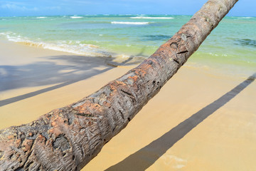 Palm Trees on Tropical Beach with Crystal Water and White Sand