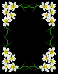 snowdrop flower isolated on black background