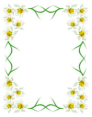 spring flowers snowdrops isolated on white background