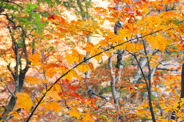 紅葉するブナの森