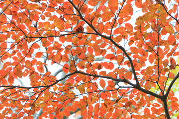 ブナの木の紅葉