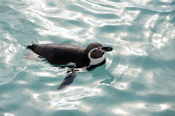 Fototapeta premium 泳ぐペンギン