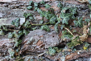 ivy