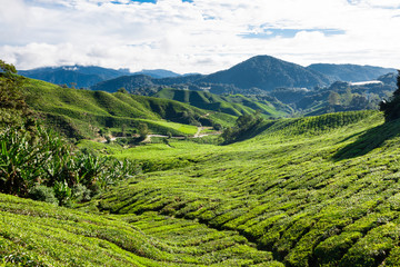 Green Hills of Tea Planation - Cameron Highlands, Malaysia - 98836135