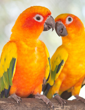 Fototapeta parrots