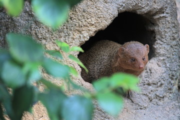 コビトマングース