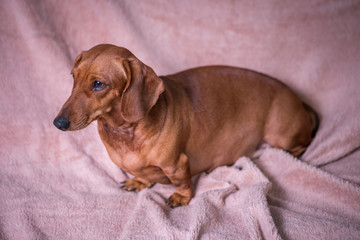 Dachshund