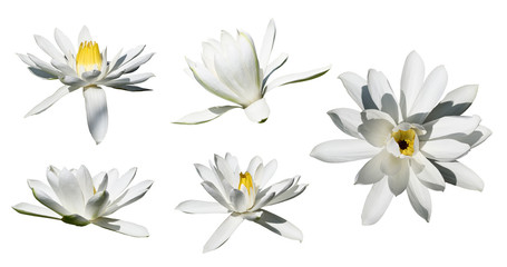 Lilly flowers isolated on white