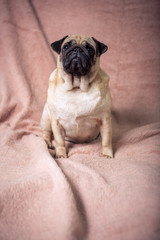 Obraz premium Funny pug