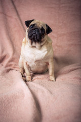 Funny pug