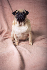 Funny pug