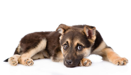 sad crossbreed puppy dog looking at camera. isolated on white ba