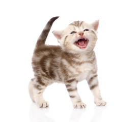 kitten meowing. isolated on white background