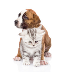 Crossbreed puppy and scottish kitten together. isolated on white