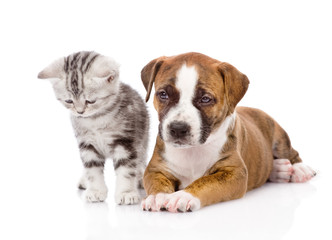 Scottish kitten and puppy together. isolated on white background