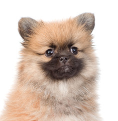 closeup portrait spitz puppy in front. isolated on white backgro