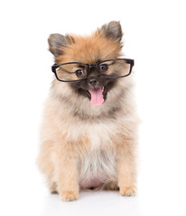 Obraz premium tiny spitz puppy with glasses. isolated on white background