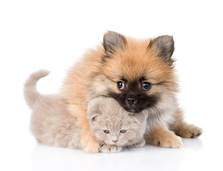 tiny spitz puppy hugging scottish kitten . isolated on white bac