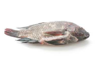 Black Tilapia or Tilapia