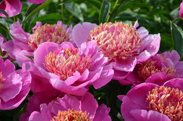 Beautiful big peony flowers 