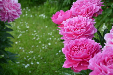 Fototapeta premium Beautiful big peony flowers in the garden 