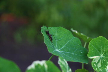 a mosquito sitting on a leaf