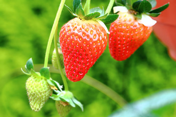Strawberry on strawberry plant