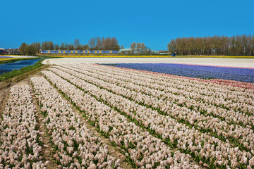 Tulips field in Holland