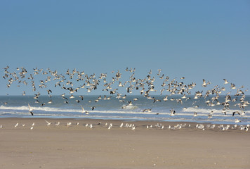 mouettes en plein vol