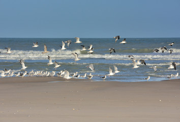 mouettes en plein vol