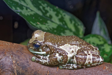 Amazon milk frog