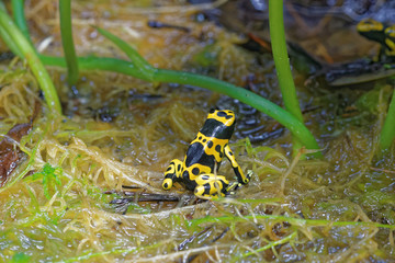 Yellow-banded poison dart frog